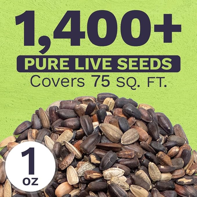 Autumn Beauty Sunflower Seeds – Extra Large Packet – Over 1,400 Open Pollinated Non-GMO Wildflower Seeds – Helianthus annus – Beautiful Shades of Gold, Bronze, Yellow, and Purple