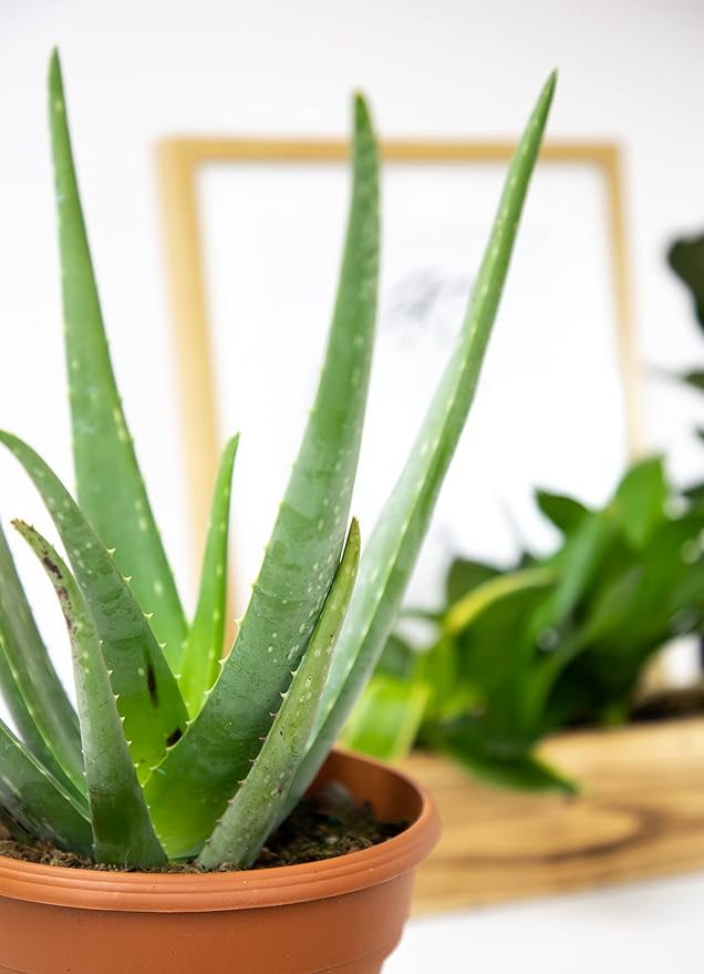 Live Aloe Vera Plant Live Succulents Plants Live Plants (6 in), Aloe Plant Live Succulent Plants Live Aloe Plants Live Houseplants, Aloe Vera Plant Indoor Succulents Indoor Plants by Plants for Pets