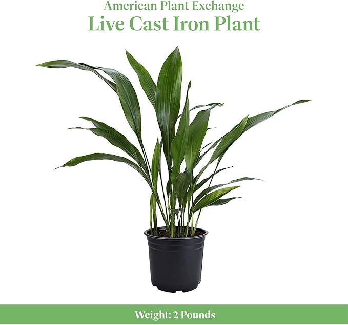 American Plant Exchange Cast Iron Plant, Easy Care Indoor Houseplant, Wide Green Foliage, Thrives on Neglect, Low-Light & Pet Safe, 6-Inch Pot, Live Home, Garden, Office, Patio Décor