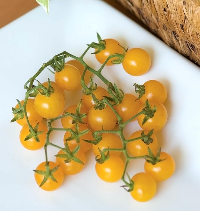 Burpee 'Yellow Currant', Yellow Sweet Cherry Tomato, 30 Non-GMO Seeds