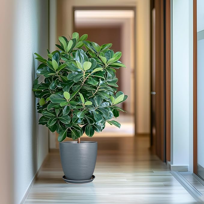 10 Inch Ceramic Planter Round Plant Pots for Plants Indoor Outdoor Glaze Large Flower Pot with Drainage Hole and Saucer Gray