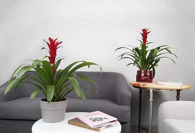 Costa Farms Blooming Bromeliad, Live Indoor Plant, Grower's Choice, Assorted Colors - Red, Pink, Orange, Yellow, Ships in 6-Inch Grower Pot, 2-Pack, Fresh From Our Farm