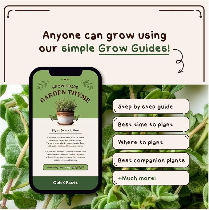 Organic Thyme Herb Seeds for Indoor Gardening or Planting Outdoors, Non-GMO and USDA Certified Herb Seed Packets, 250 Seeds/500 mg (Thyme)