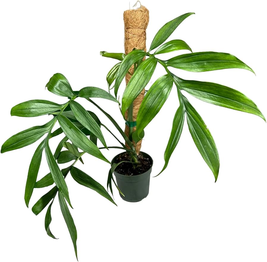 Monstera Subpinnata Soil Mix - Specially Formulated for Strong Root Development - 2 Quart