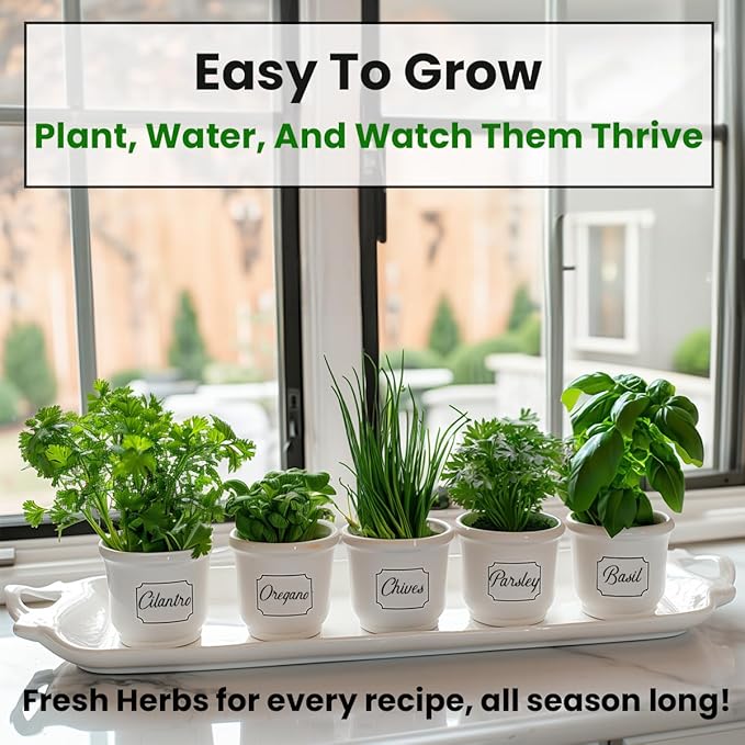 NatureZ Edge 12 Herb Seeds Variety Pack, 6000+ Heirloom Seeds for Planting Hydroponic Indoor or Outdoor Home Garden Plant Seed, Parsley, Cilantro, Basil, Thyme, Chamomile, Oregano, Dill & More NonGMO