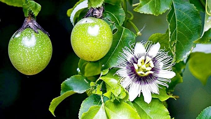Premium Passion Fruit Potting Soil Mix - Perfect Balance of Nutrients, Drainage, and Aeration for Thriving Passion Fruit Vines - 4 Quart