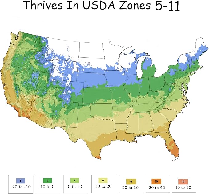 Knockout ' Double Rose, 1 Gallon, Cherry Red