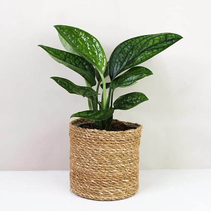 Monstera Karstenianum Potting Mix - Retains Moisture and Enhances Root Development - 5 Quart