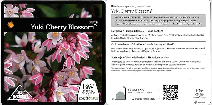 Proven Winners - Deutzia Yuki Cherry Blossom (Yuki Cherry Blossom Deutzia) Shrub, pink flowers, #2 - Size Container