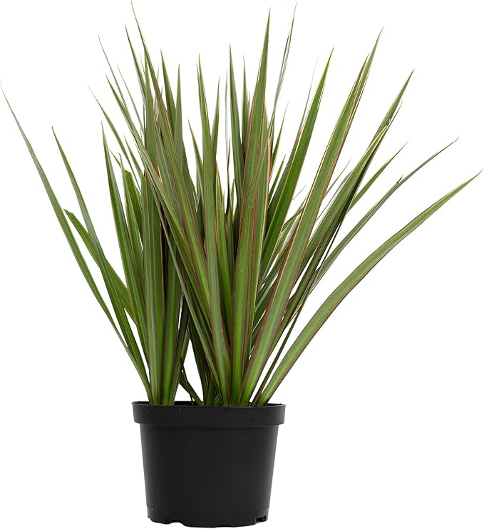 Bicolor Dracaena Plant Live Dragon Tree in 6 inch Pot, Easy Plant Decor, Dracaena Marginata House Plant, Air Purifying Plant, Live Indoor Plant, Desk Plant & Office Plant by Plants for Pets