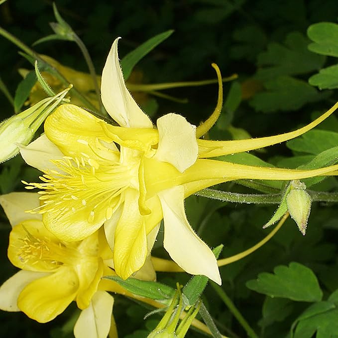 Columbine Seeds Aquilegia Seeds Bright Yellow Perennial Attract Butterflies Deer & Rabbit Resistant Fragrant Cut Flower Beds Border Outdoor 25Pcs Flower Seeds by YEGAOL Garden