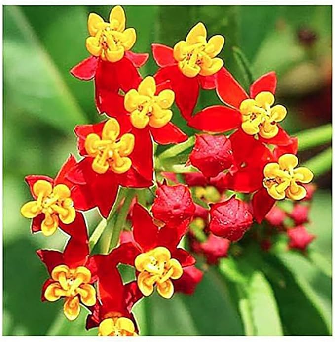 Common Milkweed Seeds - Asclepias syriaca - Attracts Monarch Butterflies