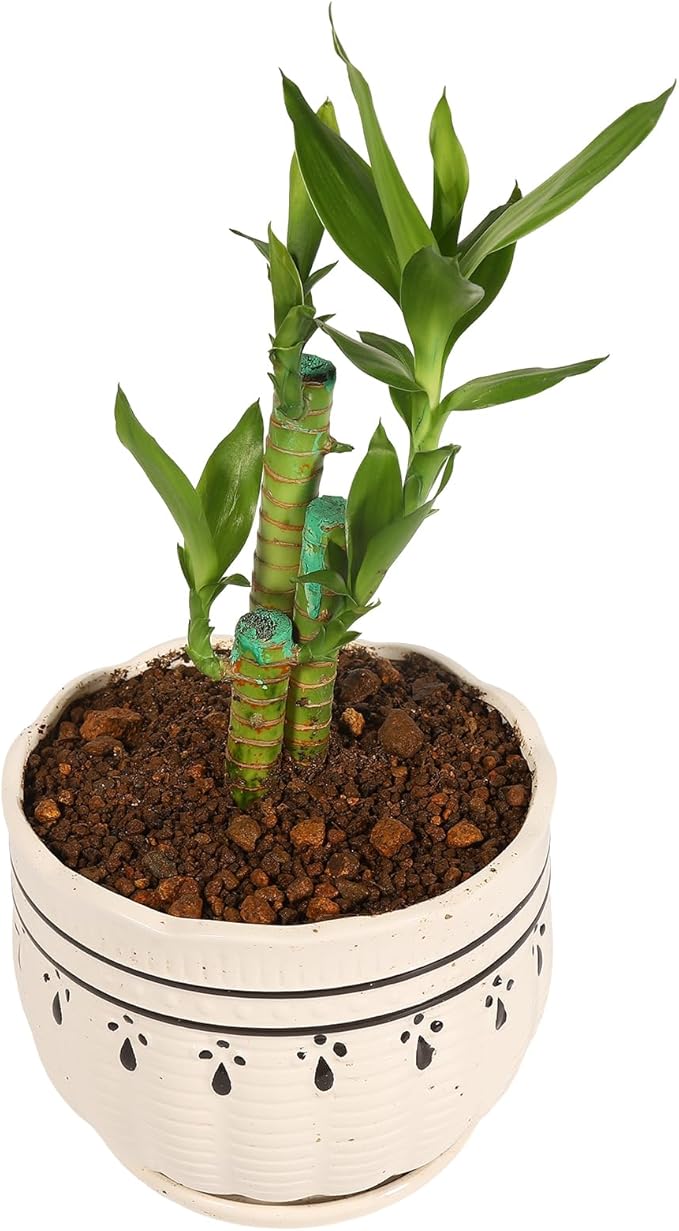 Lucky Bamboo, Rhapis excelsa (Lady Palm), Guanyin Bamboo Potting Soil Mix (6 L) Made in Japan