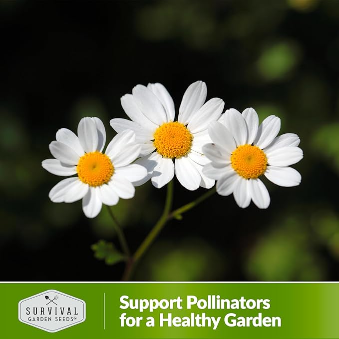 Feverfew Seeds for Planting - 5 Packets with Instructions to Plant and Grow Your Own Bachelor's Buttons in Your Home Vegetable or Herb Garden - Non-GMO Heirloom Variety - Survival Garden Seeds