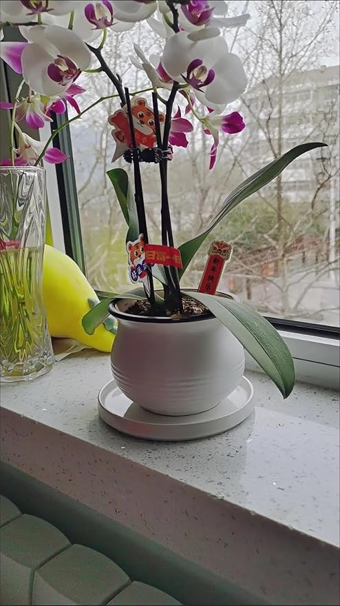 2 Pack Ceramic Plant Saucer Pot Tray 7 Inch, Planter Saucers 4 5 6 7 8 9 10 11 12 13 Inch for Indoors Outdoor, Durable Sturdy Flower Drainage drip Water Tray for Glazed Pots Base (7 Inch-White)