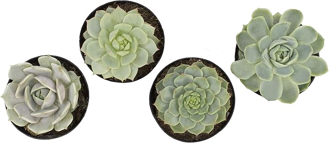 Altman Plants, Echeveria Succulents Live Plants (4 Pack), Live Succulents Plants Live Houseplants, Live Indoor Plants Succulent Plants, Succulent Plant House Plants Indoors Live Succulent Party Favors