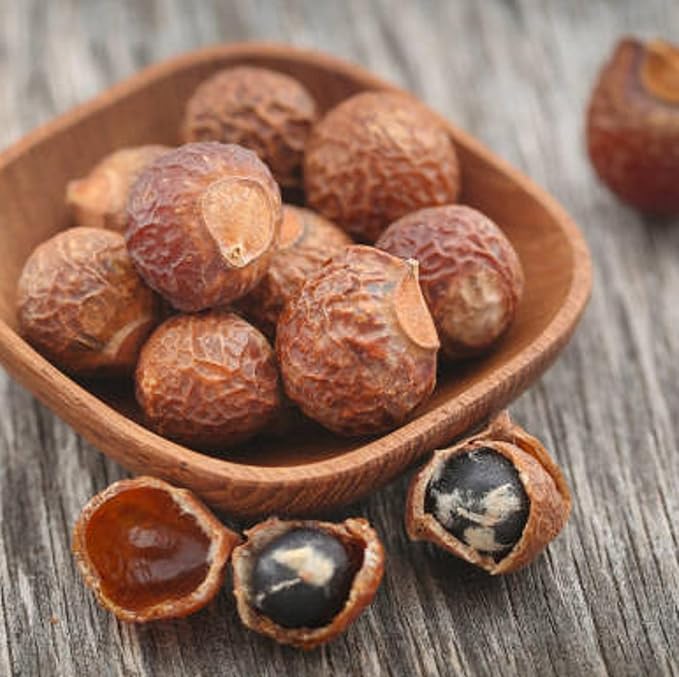 CHUXAY GARDEN Indian Soapberry Seed 5 Seeds Sapindus Mukorossi Evergreen Tree Ornamental Shade Tree Cleaning Purpose