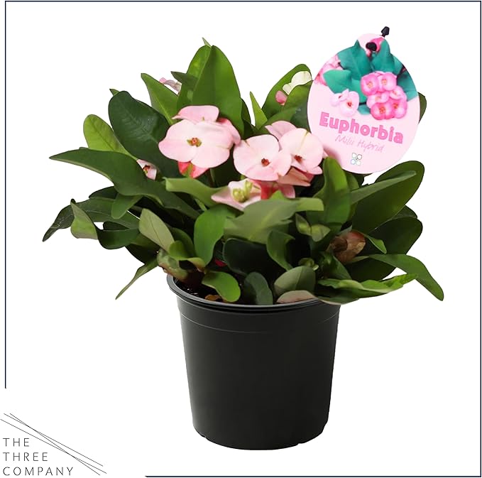 Live Crown of Thorns (Euphorbia Milii) - Light Pink Blooms - Long Lasting Flowers - Beautiful Spring Décor - 8" Tall by 5" Wide