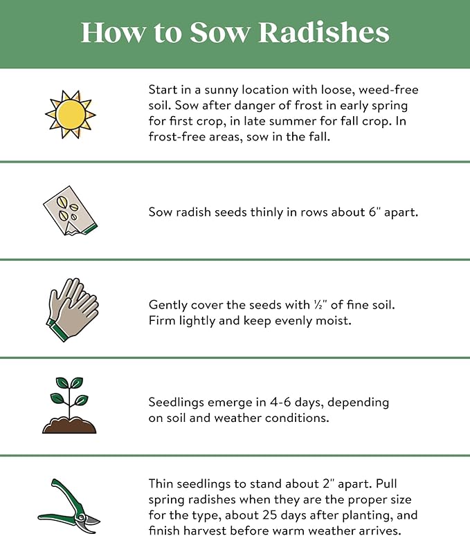 Burpee Watermelon Radish Seeds 300 seeds