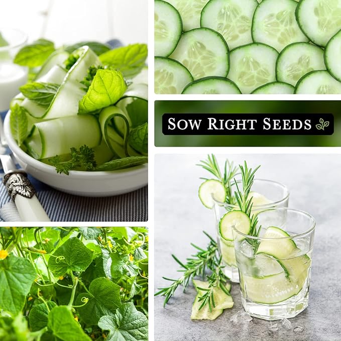 Sow Right Seeds - Beit Alpha Cucumber Seeds for Planting - Non-GMO Heirloom Packet with Instructions to Plant and Grow a Home Vegetable Garden - Start Indoors, Plant Outdoors with Trellis (4)