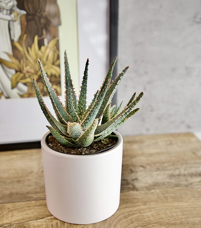 Live Aloe Plant Succulents, Succulents Plants Live in Potting Soil Mix, Potted Succulents Live Plants, Star Aloe Plants Live with Cacti Pots, Cactus Plants Live Succulent Plants by Plants for Pets