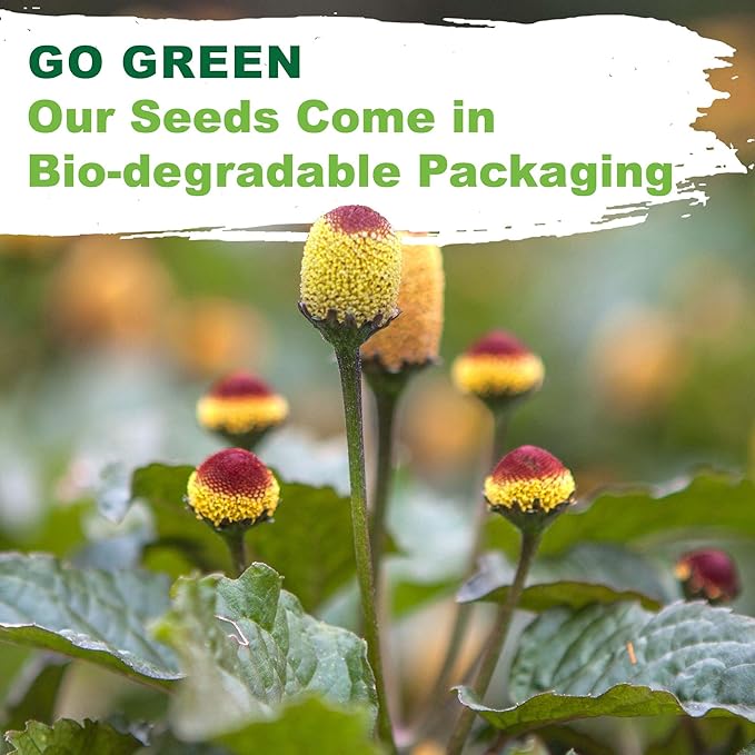 TKE Farms & Gardens - Toothache Plant Seeds for Planting, 1000 Non-GMO Heirloom Buzz Button Seeds, Electric Daisy, Szechuan Button, Includes Easy Growing Instructions, 250mg Packet, Qty 1