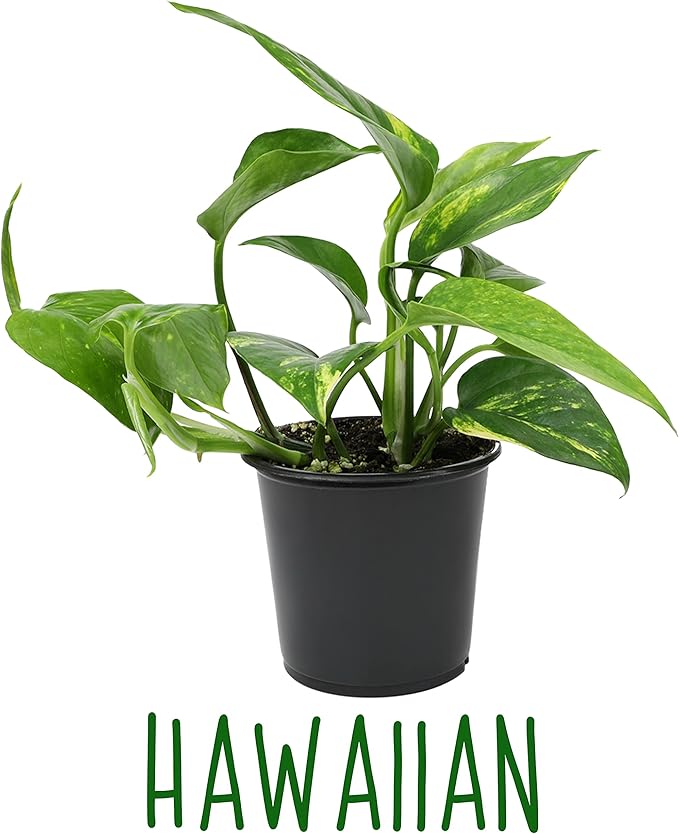 Altman Plants, Live Pothos Plants (4PK) Indoor Plants Live Houseplants, Pothos Live Plant House Plants Indoors Live Plants, Money Plant Indoor Pothos Plant Decor, Devils Ivy Trailing Plants Live