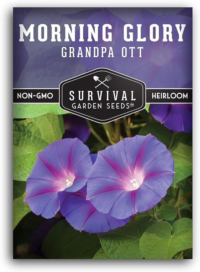 Survival Garden Seeds - Grandpa OTT Morning Glory Seed for Planting - Packet with Instructions to Plant and Grow Ipomoea Purpurea in Your Home Vegetable Garden - Non-GMO Heirloom Variety