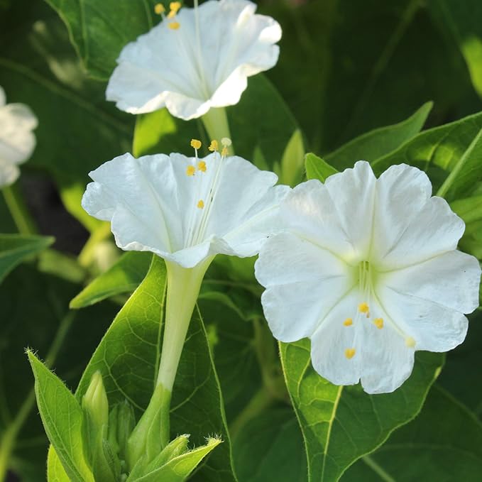 Outsidepride 1 lb. Perennial Mirabilis Jalapa Four O' Clock White Flower Seeds for Planting