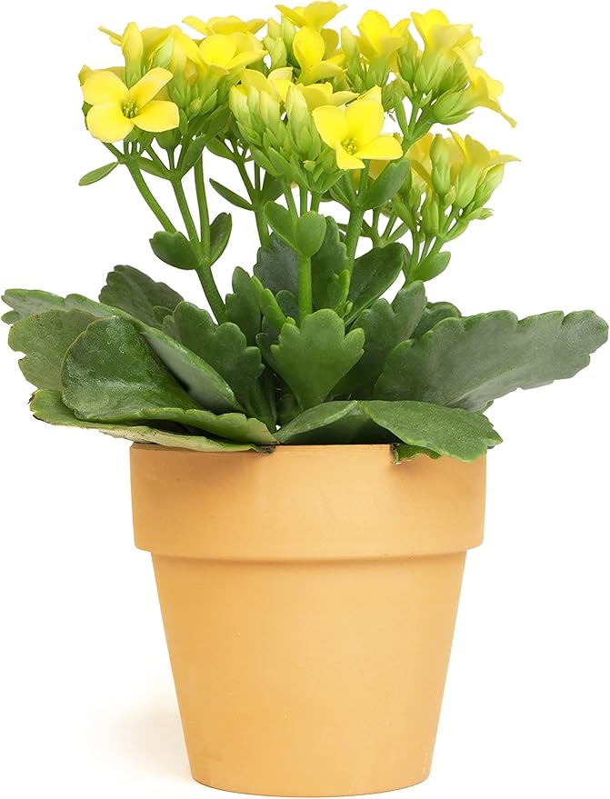 Kalanchoe Plant Succulents Plants Live Houseplants, Live Succulents Live House Plants in Clay Pots, Succulent Plants Live Plants Indoor Plants, Live Succulent Plant Lover Gifts by Plants for Pets