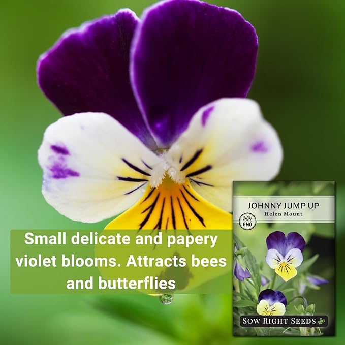 Sow Right Seeds - Violet, Johnny Jump-Up Flower Seed for Planting - Beautiful Flowers to Plant in Your Garden - Non-GMO Heirloom Seeds - Perfect for Spring Containers - Attract Pollinators (2)