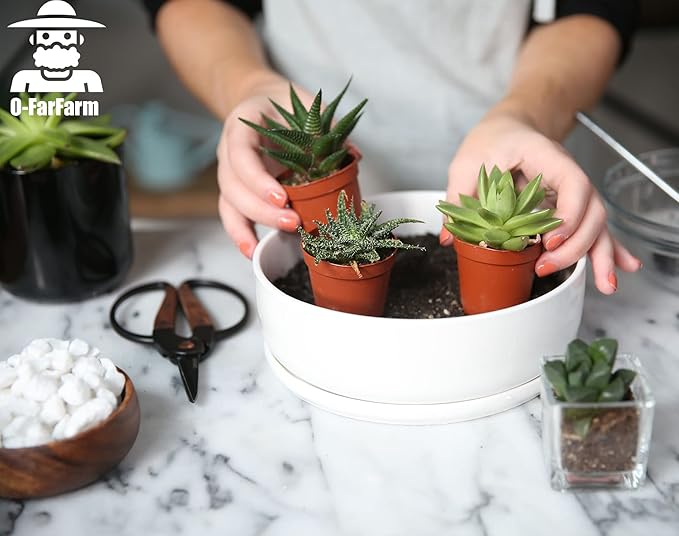 Succulent Soil Potting Mix 1.1 LBS, Optimized PH Fast Draining with Added Nutrients, Perfect for Small Succulent Pots