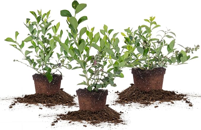 PERFECT PLANTS 3 Pack Rabbiteye Blueberry Bushes 1 Gallon | Live Fruit Bush for Outdoor Planting | Sweet Blueberries for Fresh Eating | Easily Grown in Home Gardens