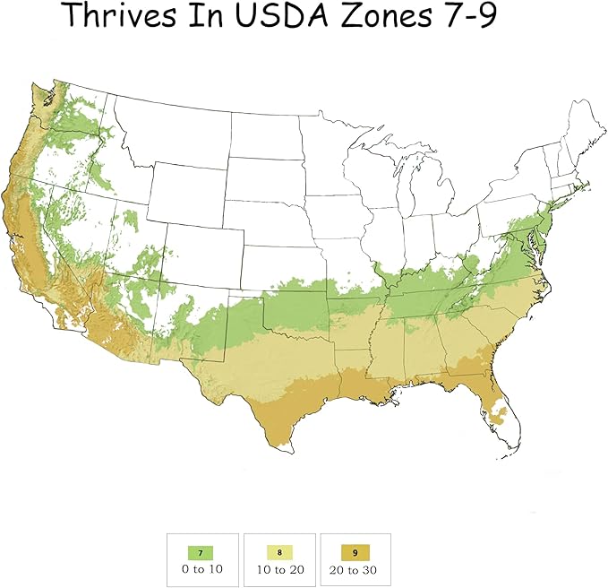 2.25 Gallon Fig Black Mission Fig Shrub