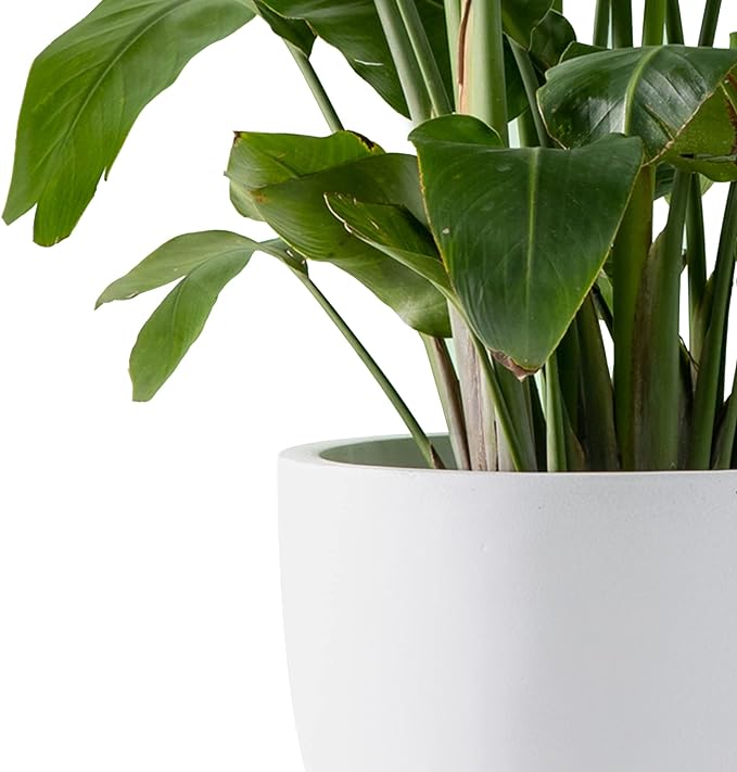 Kante 18",14",10" Dia Concrete Round Planters (Set of 3), Outdoor Indoor Large Planter Pots with Drainage Hole and Rubber Plug for Home Patio Garden, Pure White