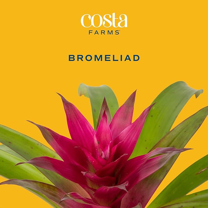 Costa Farms Bromeliad, Flowering Live Indoor Plant in Modern Flower Pot, Houseplant with Flowers in Potting Soil, Grower's Choice, New House Gift, Home or Room Decor, 20-Inches Tall