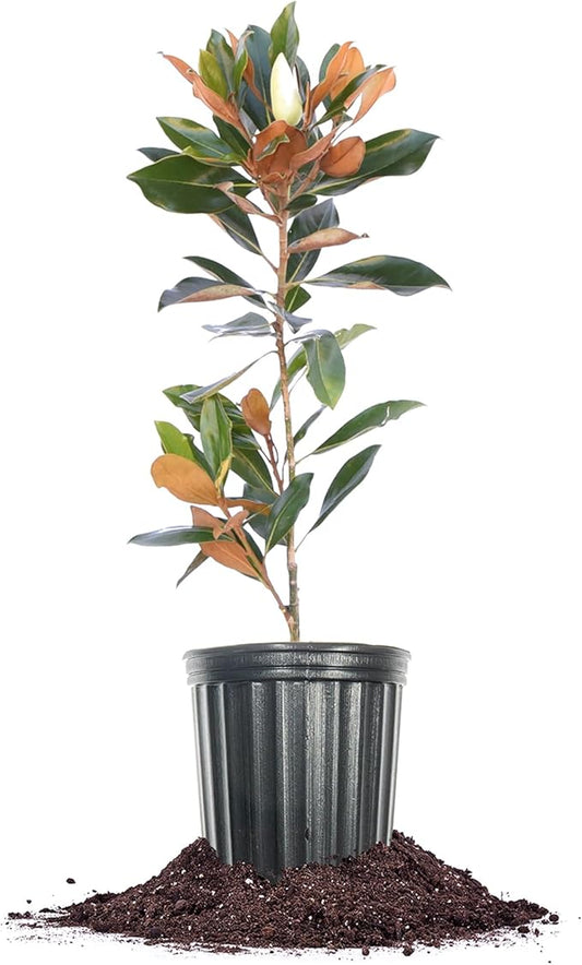 Perfect Plants Little Gem Magnolia 1-2ft Tall in Grower's Pot | Massive Fragrant Late Spring Blooms | Low Maintenance Southern Evergreen