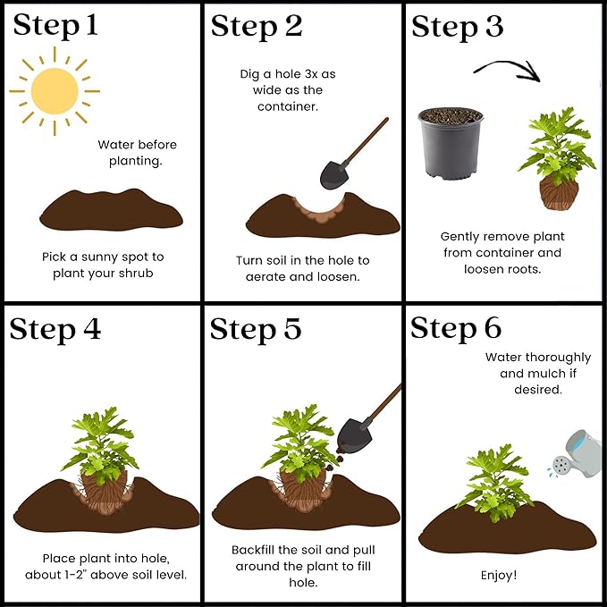 2.25 Gallon Fig Black Mission Fig Shrub