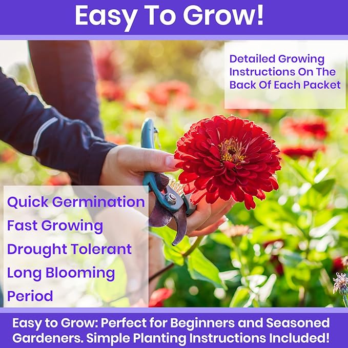 NatureZ Edge Zinnia Seeds for Planting Outdoors, Flower Seeds, Bulk Semillas De Flores para Sembrar, 5 Pack