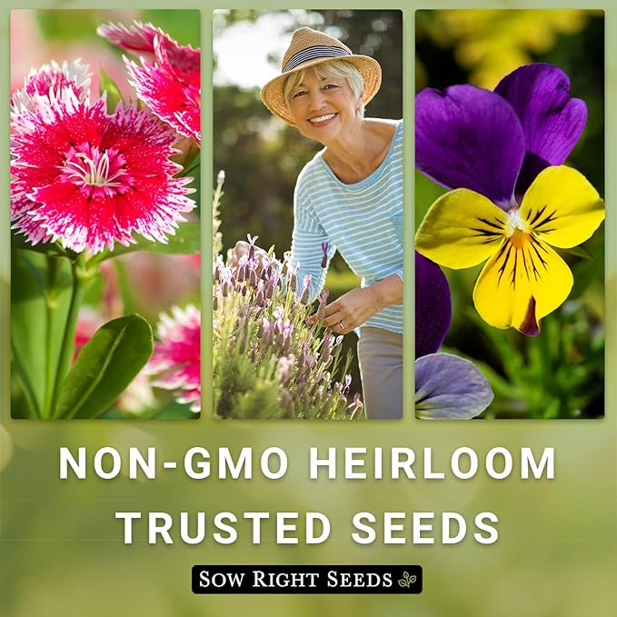 Sow Right Seeds - Common Milkweed Seeds for Planting - Attract Monarch Butterflies to Your Garden - Non-GMO Heirloom Seed Packet with Full Instructions to Plant - Perennial Plant for Pollinators (2)