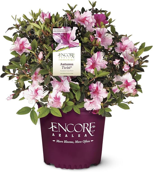 2 Gallon Encore Azalea Autumn Twist Shrub