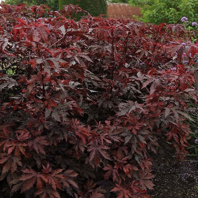 Outsidepride 20 Seeds Perennial Hibiscus Mahogany Splendor Flower Seeds for Planting