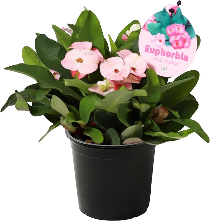 Live Crown of Thorns (Euphorbia Milii) - Light Pink Blooms - Long Lasting Flowers - Beautiful Spring Décor - 8" Tall by 5" Wide