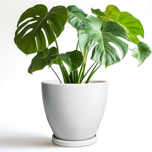 8 Inch Plant Pot - Ceraimc Planter for Indoor Outdoor Plants, Round Flower Pots with Drainage and Tray, House Decor, White