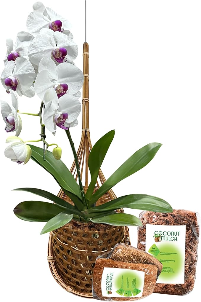 Handmade 100% Thai Bamboo 6 Inch Signature Super Sanctuary SIAM Orchid Hanging Basket with Nursery Grade Coconut Shell Staves Coir Pith Sponge & Husk Mulch