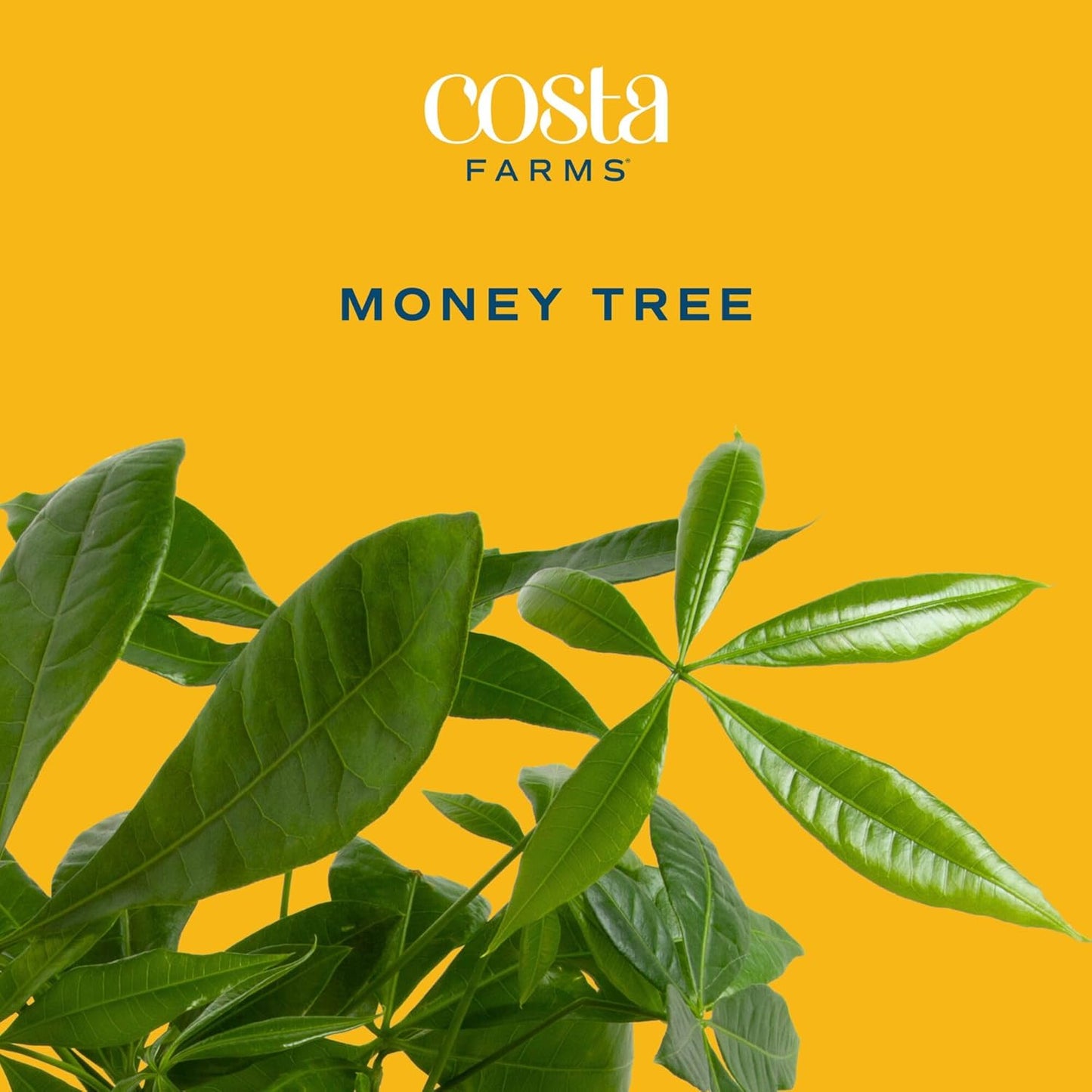Costa Farms Money Tree Live Plant | 8-10 Inches Tall | Easy to Grow Indoor Houseplant in 2.5 Inch Cute Planter | Live Bonsai Home, Office, or Room Decor | Gardening, Birthday, and Housewarming Gift