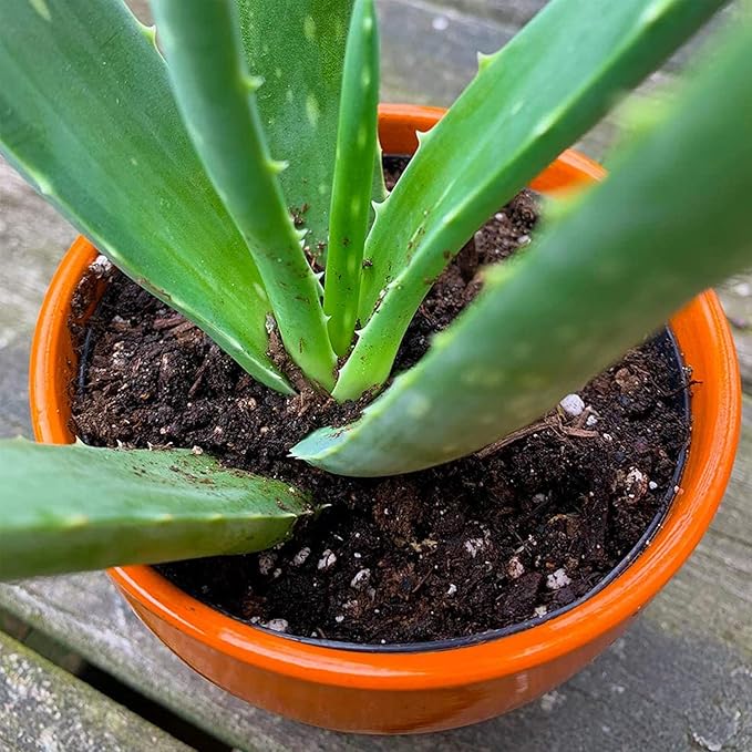 Coast of Maine Mount Desert Island Blend Organic and Natural Cactus and Succulent Mix, 8qt (Pack of 2)