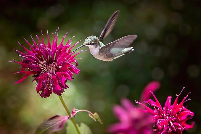 TKE Farms & Gardens - Wild Bergamot Bee Balm Seeds, 1000+ Heirloom Non-GMO Perennial Herb Seeds for Indoor/Outdoor Gardens, Attracts Butterflies & Pollinators, Monarda fistulosa