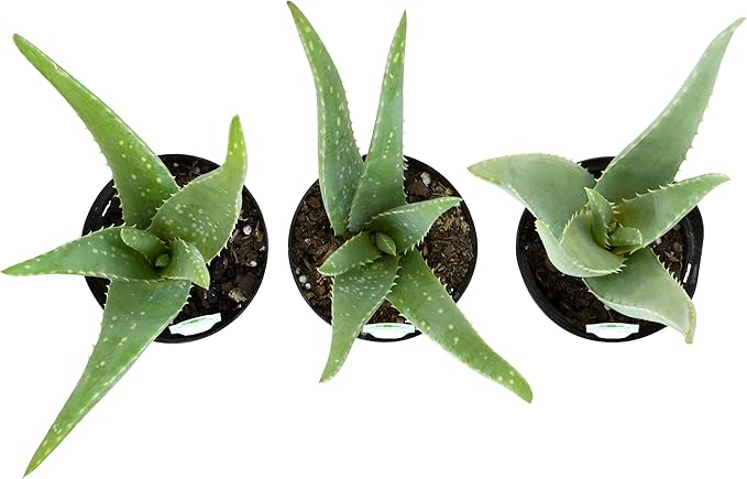 Aloe Vera Plant Live Succulent Plants (3 Pack), Live Aloe Vera Plant Succulents, Live Aloe Plant in Aloe Plant Pot, Aloe Plants Live Indoor Plants, Succulents Live House Plants by Plants for Pets