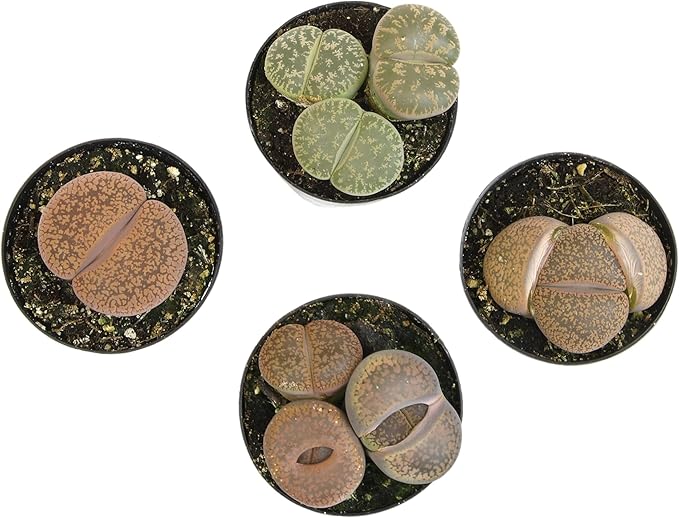 Altman Plants Giant Living Stones Succulents (4PK) XL Lithops Live Plants & Real Succulents, Pet Safe Plants & Live Succulent Plants, 2.5" Pots, Pet Friendly Plants, Live Plants in Succulent Soil Mix